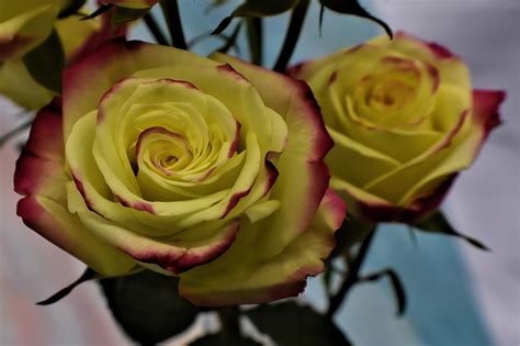 Rose Flower Plant Free Photo On Pixabay Pixabay