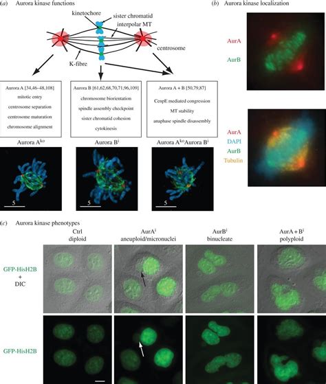 Aurora At The Pole And Equator Overlapping Functions Of Aurora Kinases