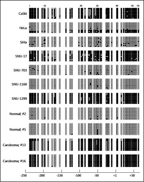 Bisulfite Genomic Sequencing Analysis Of The Klotho Promoter Region In