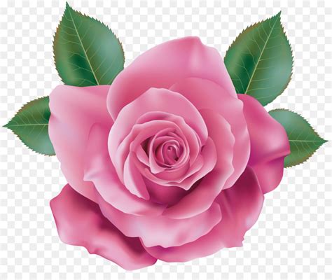 Rose Flower Amazon Beautiful Transparent Pink Roses PNG Picture