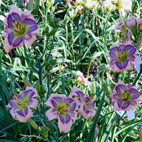 Daylily Hemerocallis Spacecoast Small Victory In The Daylilies