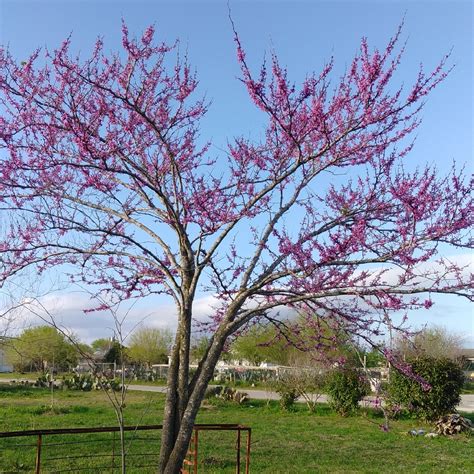 Cercis Canadensis Oklahoma Texas Redbud In Gardentags Plant Encyclopedia