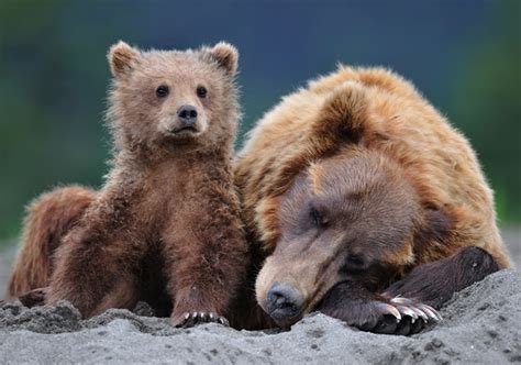 Bear cub guards mom's sleep | 22 Words