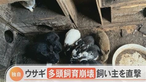 「一畳ほどの中で約20匹ひしめき合っていた」ウサギ多頭飼育崩壊飼い主の言い分は Tbs News Dig