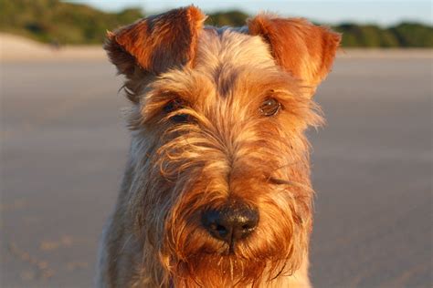 10 Tan Colored Dog Breeds With Info And Pictures Hepper