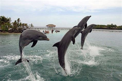 Show De Delfines En Roatan Honduras Sanibel Island Sanibel Captiva