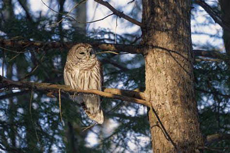 Chouette Ray E Barred Owl Patrice Allibert Flickr