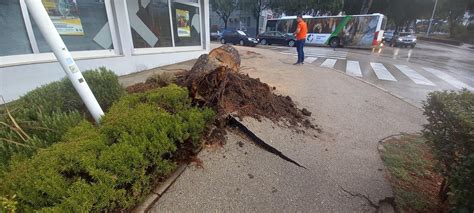 Zadarski No As Je Kod Male Po Te Pao Veliki Bor Na Cestu