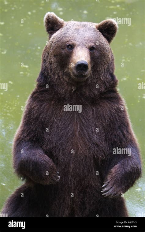 Sitting On Hind Legs Fotograf As E Im Genes De Alta Resoluci N Alamy