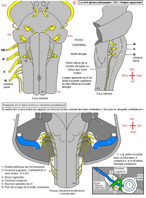 Nerf Glosso Pharyngien Origine Apparente