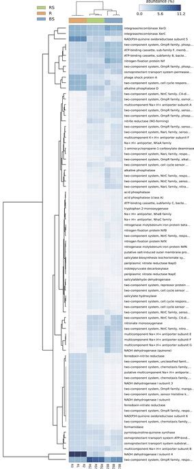 A Heatmap Showing The Hierarchical Clustering Of The Predicted Kegg