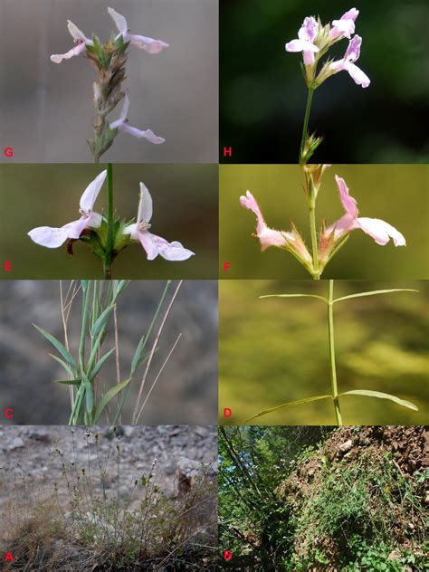 Stachys cudiensis: A. habitat and habit, C. cauline leaves, E. cauline... | Download Scientific ...