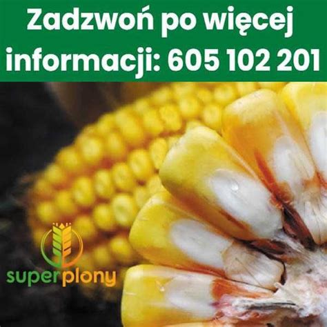 Kukurydza DKC 3788 Dekalb 50 tys dostawa i odbiór osobisty Szymanów