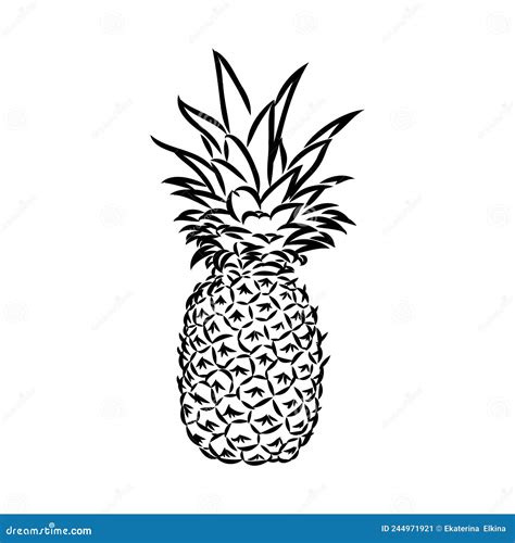 Image Du Fruit De L Ananas Illustration Vectorielle En Noir Et Blanc