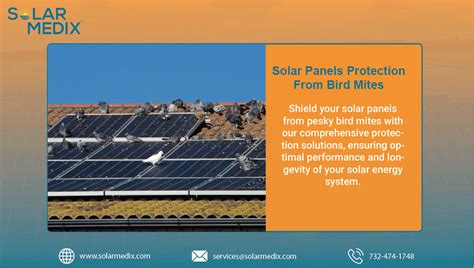 Solar Panels Protection From Bird Mites Solar Medix