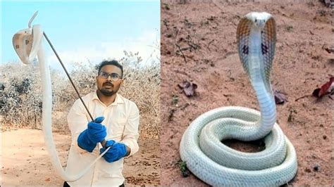 Rare Albino Cobra Spotted In Maharashtras Gadchiroli Rescued Later By