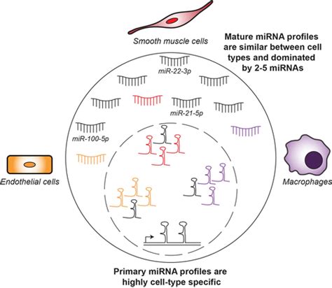 Profiling Of Primary And Mature Mirna Expression In Atherosclerosis