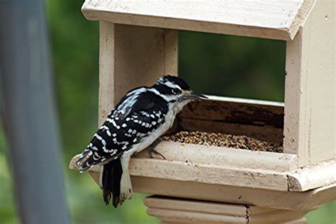 nature tales and camera trails: Woodpecker feeding on bird food?