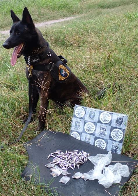 Canil Romu Da Guarda Civil Localiza Drogas Em Rea Verde No Parque