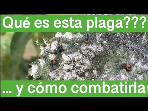 Consejos Para Controlar La Plaga De Corythucha Ciliata Trucos Eficaces