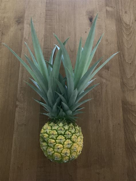 Pineapple With 2 Crowns Rgardening