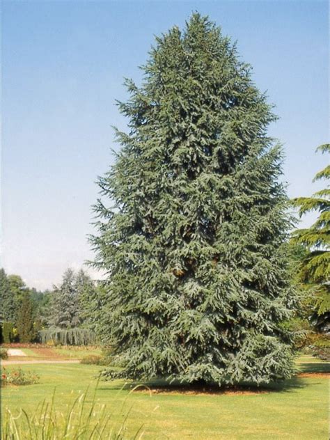 Cedru Libanez Cedrus Libani