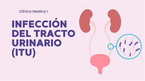 SOLUTION Infeccion Del Tracto Urinario Studypool