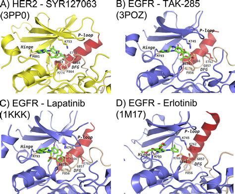 Her And Egfr Mechanism Of Inhibition Binding Modes Of Syr In