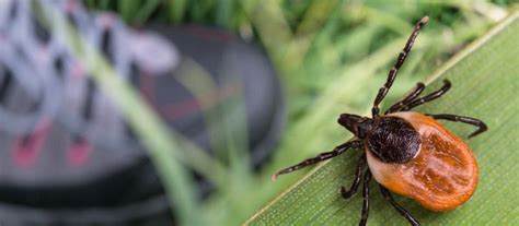 Tick Control Vs Spotted Lanternfly Control