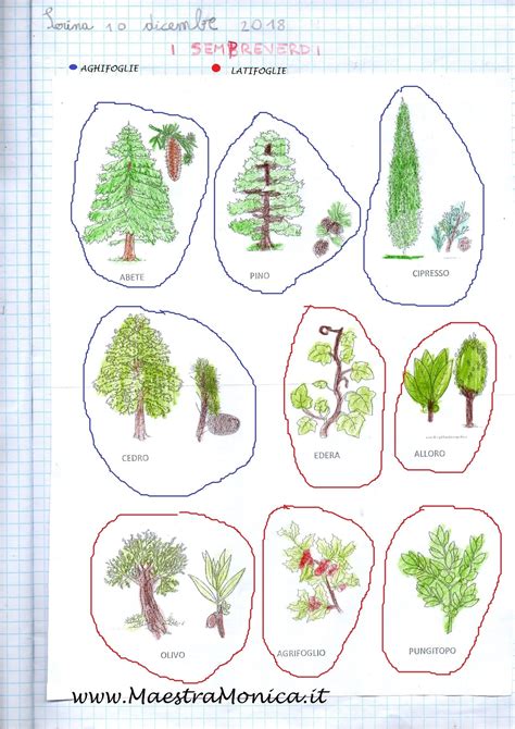 Piante E Foglie Scienze Classe 2 MaestraMonica Foglie Sempreverde