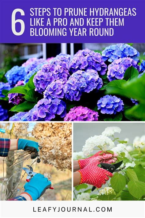 6 Steps To Prune Hydrangeas Like A Pro And Keep Them Blooming Year