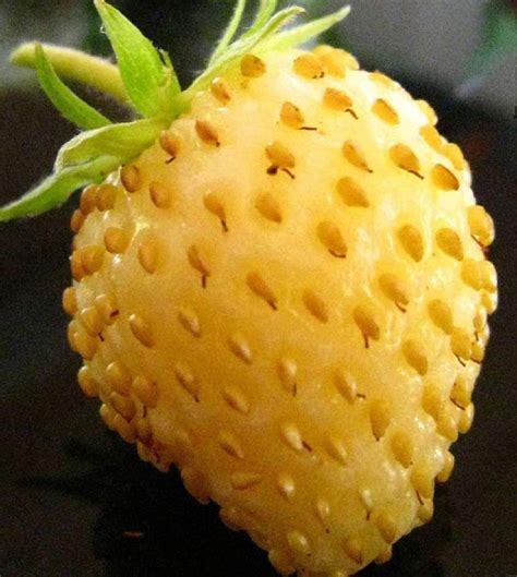 strawberry seeds
