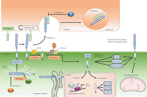 Canonical And Noncanonical Notch Signaling Pathway In The Canonical