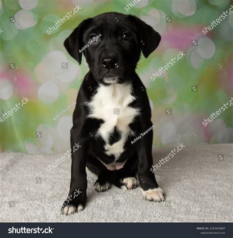 Lab Mastiff Mix Puppies