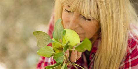 Introducir 87 Images Beneficios De La Semilla De Manzana Viaterra Mx