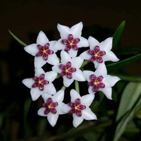 Hoya Carnosa Coltivazione E Cura Codiferro Master Gardener