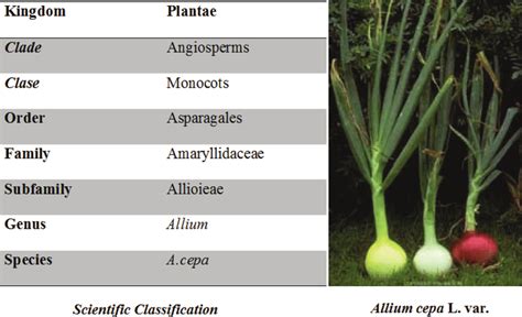 Names Of Onion Plants