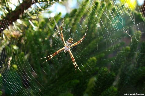 E Eis A Aranha E Sua Teia Sob O Sol Da Tarde Elkawaideman Flickr