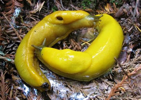 Banana Slug Facts Banana Slugs Are Commonly Found In The F Flickr