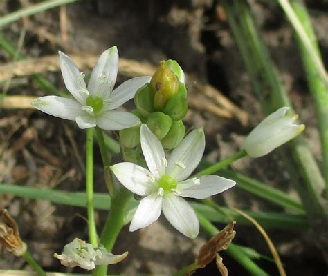 Ornithogalum Flexuosum Cape Bulbs 3 · Inaturalist