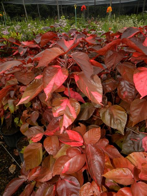 Plantas Ornamentales Cultivadas En La Peninsula De Osa Acalypha