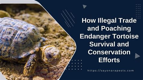 How Illegal Trade and Poaching Endanger Tortoise Survival and ...