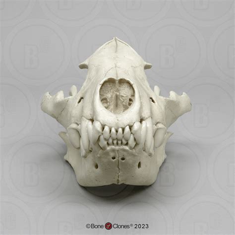 Hyena Skull - Bone Clones - Osteological Reproductions