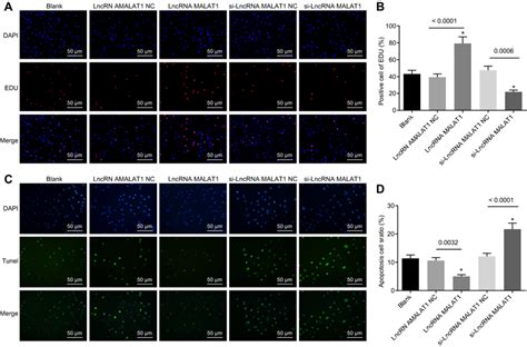 Down Regulated Lncrna Malat Suppresses Proliferation While Promotes