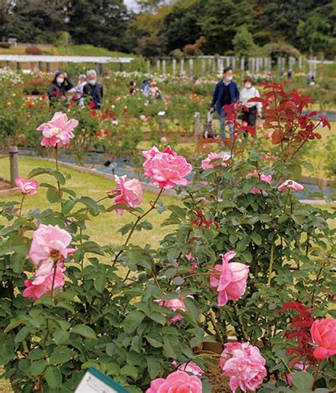 ＜川崎市・生田緑地ばら苑＞秋の一般開放【2022年10月20日～18日間】大輪やミニバラを楽しんで 神奈川・東京多摩のご近所情報 レアリア