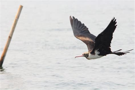 The Critically Endangered Christmas Island Frigatebird Fly Over The