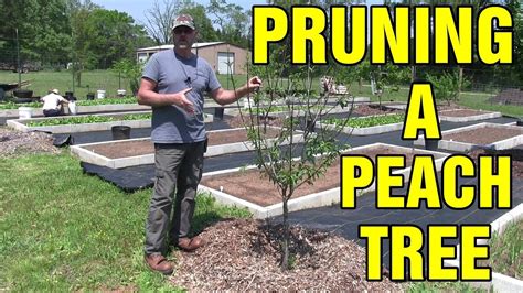 How To Properly Prune A Peach Tree