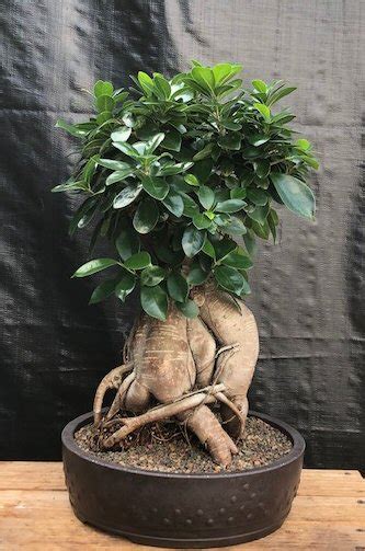 Ginseng Ficus Bonsai Tree Ficus Retusa