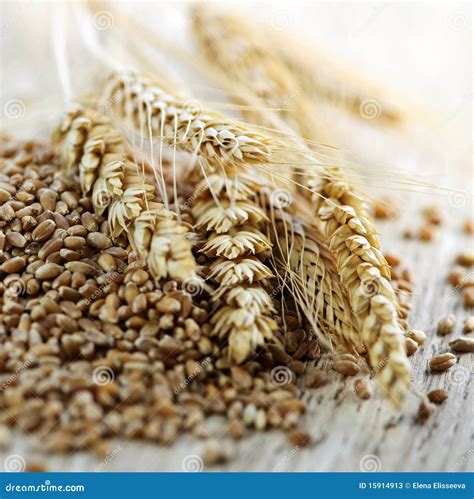 Whole Grain Wheat Kernels Closeup Stock Image Image Of Detail Fiber