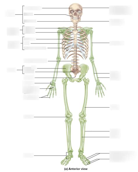 anterior location  bones diagram quizlet